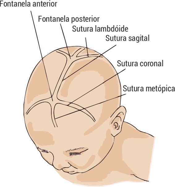 Fontanela E Suturas Pediatria PortalPed