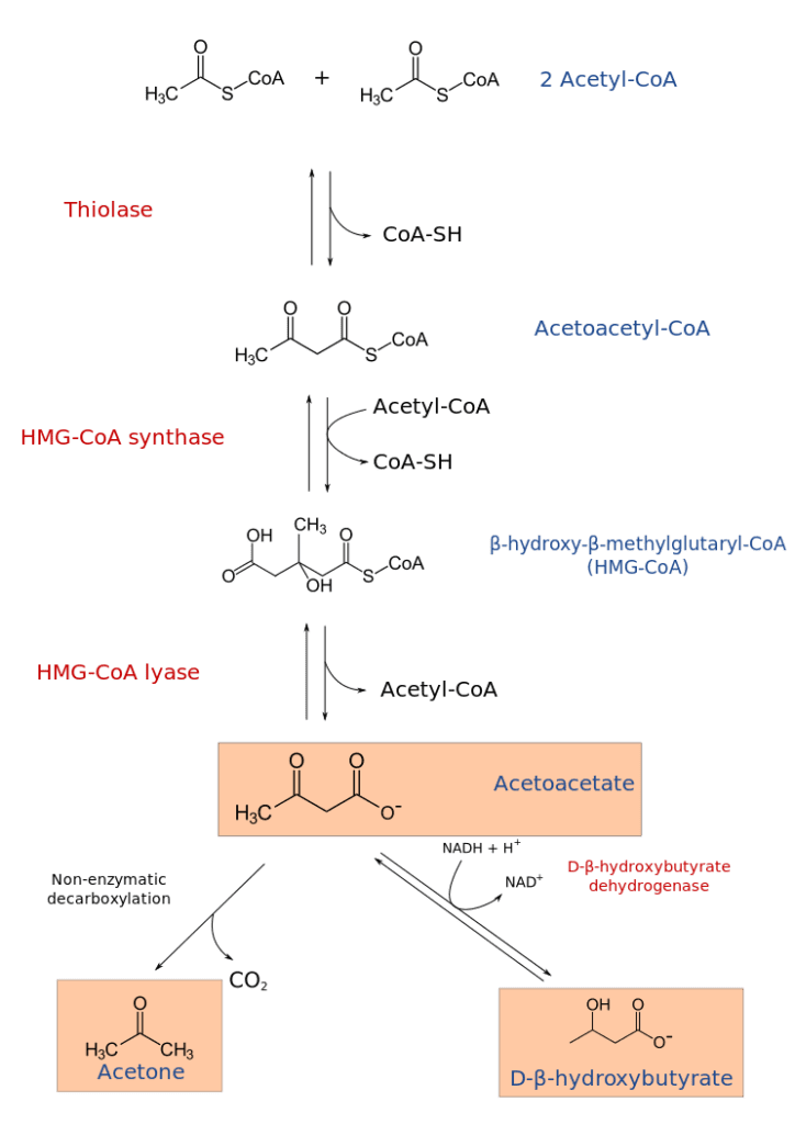 ketone-bodies-metabolism-ketogenesis-ketosis-biochemistry